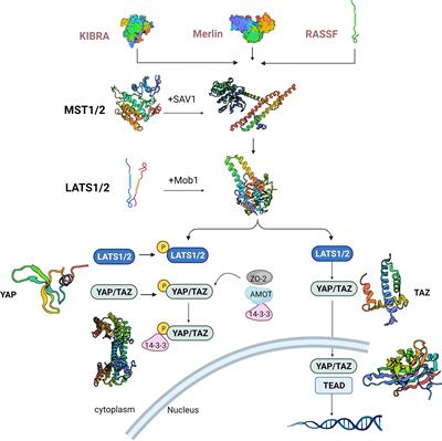 Regulatory mechanism of macrophage polarization based on Hippo pathway